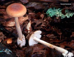 kaminski_amanita_fulva_02.jpg