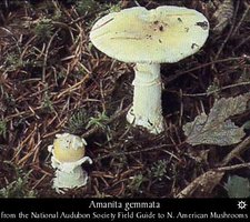 amanita_gemmata2.jpg