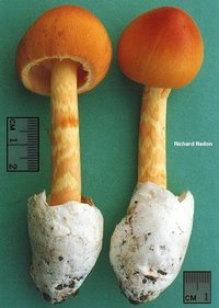 nadon_amanita_jacksonii_02.jpg