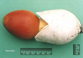 nadon_amanita_jacksonii_03.jpg