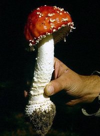 A.muscaria.jpg