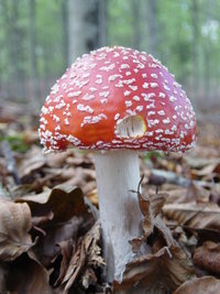 amaaanita.jpg