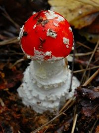 Amanita muscariass 2004.jpg