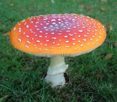 amanita.jpg