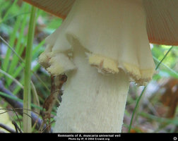 amanita_muscaria13.jpg