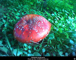 amanita_muscaria14.jpg