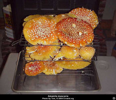 amanita_muscaria15.jpg