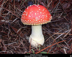amanita_muscaria18.jpg