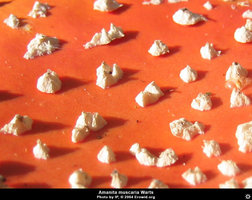 amanita_muscaria24.jpg