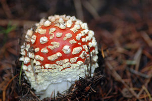Amanita_muscaria.jpg