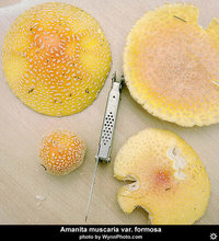 amanita_muscaria_formosa4.jpg
