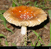 amanita_muscaria_formosa__i2005e2001_disp.jpg