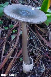 smith_amanita_pachycolea_01_thumb.jpg