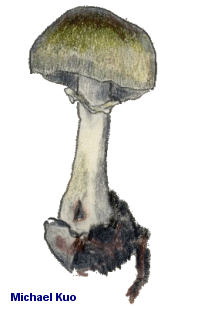 amanita_phalloides_01_thumb.gif