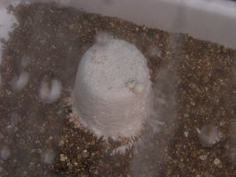 DSC07635.JPG