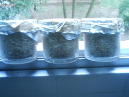 IMAG0004.JPG