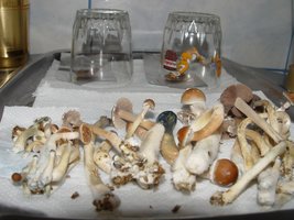 DSC07711todos.jpg