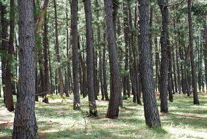 DSC_0582_800.jpg