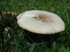cogujure3.jpg