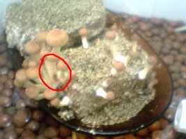 Verticillium.jpg