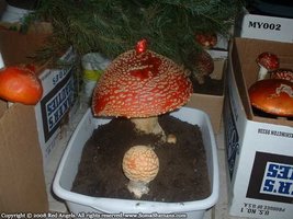 amanita-mushroom-redangels-07.jpg
