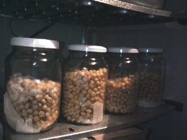 cultivo março 2008 005.jpg