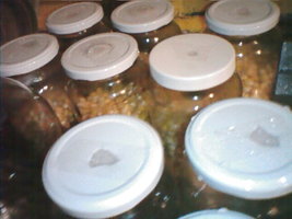 cultivo março 2008 006.jpg
