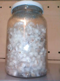 cultivo março 2008 009.jpg