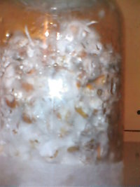 cultivo março 2008 010.jpg