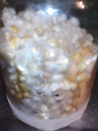 cultivo março 2008 013.jpg