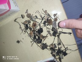 IMG_20230514_161254.jpg