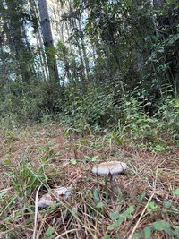 IMG_0231.jpeg