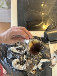 IMG_1289.jpeg