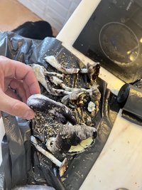 IMG_1286.jpeg