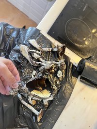 IMG_1285.jpeg