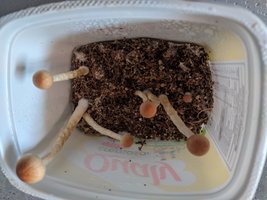 Mini terrário.jpeg