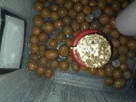 IMG_20230810_135214882.jpg