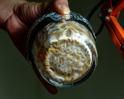 Funghi_13_07_23-5.jpg