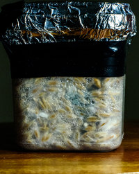 Funghi_13_07_23-17.jpg