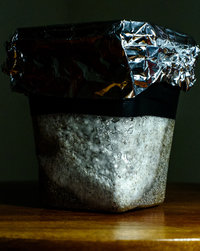 Funghi_13_07_23-15.jpg