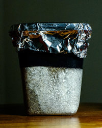 Funghi_13_07_23-16.jpg