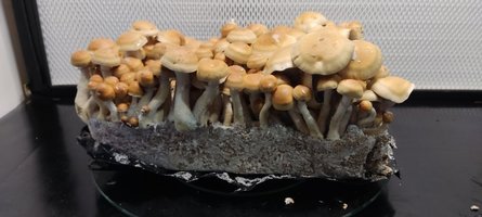 IMG_20230813_151813.jpg