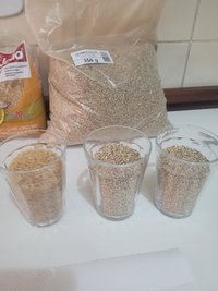 cogumelo4 (2).jpeg