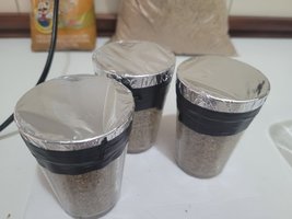 cogumelo4 (3).jpeg
