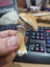 CubensiCamboja (2).jpeg