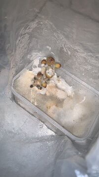 IMG-20231117-WA0008.jpg