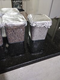 Primeiro cultivo sério
