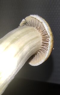 Strain Yapotan