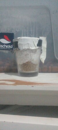 Tentando cultivar em climas quentes