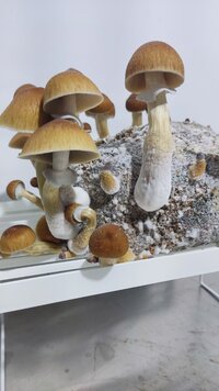 IMG_20240106_215453.jpg